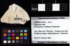 Foto (Objket + Etiketten) von Decapoda indet. 